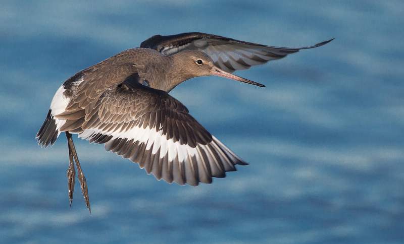 Black tailed Godwit in flight  no 1 - Charles Whitfield-King.jpg - Set of 3
